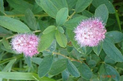 <i>Spiraea x rosalba</i>