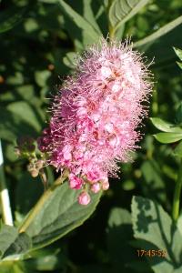 <i>Spiraea x rosalba</i>