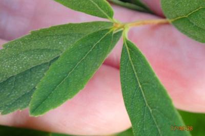 <i>Spiraea x rosalba</i>