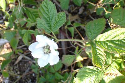 <i>Rubus caesius</i>