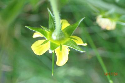<i>Geum urbanum</i>