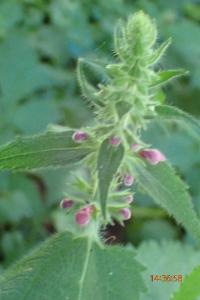 <i>Stachys sylvatica</i>