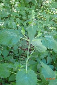 <i>Stachys sylvatica</i>
