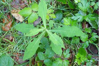 <i>Prenanthes purpurea</i>
