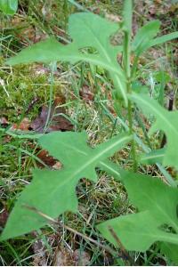 <i>Prenanthes purpurea</i>
