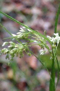 <i>Luzula luzuloides</i>