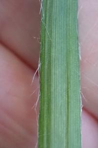 <i>Luzula luzuloides</i>