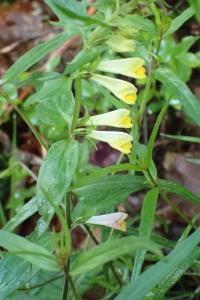 <i>Melampyrum pratense</i>