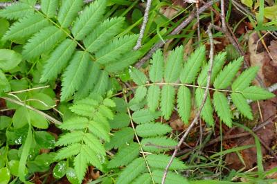 <i>Sorbus aucuparia</i>