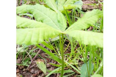 <i>Aesculus hippocastanum</i>