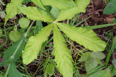<i>Aesculus hippocastanum</i>