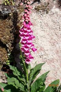 <i>Digitalis purpurea</i>