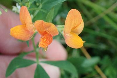 <i>Lotus corniculatus</i>