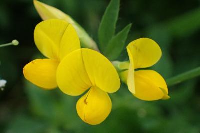 <i>Lotus corniculatus</i>