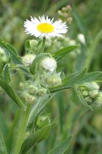 <i>Erigeron annuus</i>