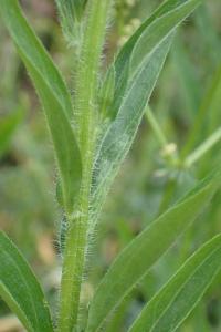 <i>Erigeron annuus</i>