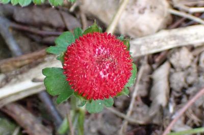 <i>Potentilla indica</i>