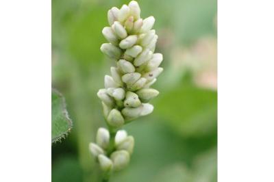 <i>Persicaria maculosa</i>