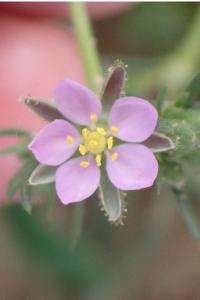 <i>Spergularia rubra</i>