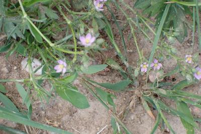 <i>Spergularia rubra</i>