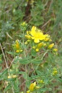 <i>Hypericum perforatum</i>