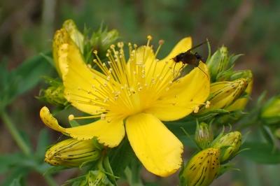 <i>Hypericum perforatum</i>
