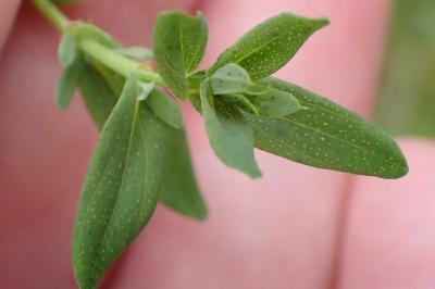 <i>Hypericum perforatum</i>