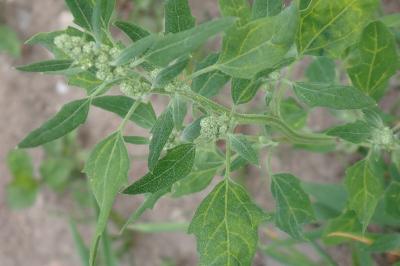 Chenopodium album