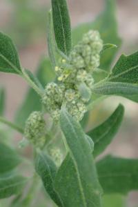 <i>Chenopodium album</i>