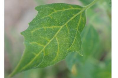 <i>Chenopodium album</i>
