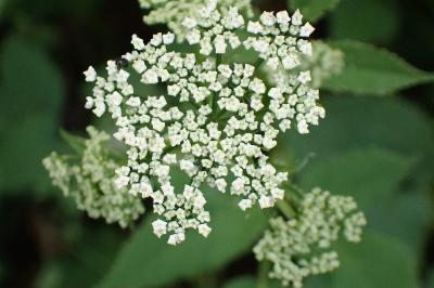 <i>Aegopodium podagraria</i>