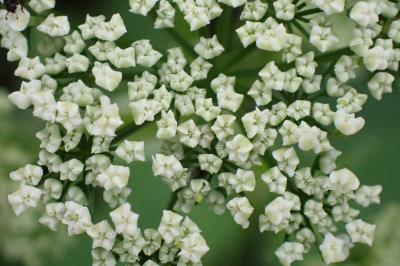 <i>Aegopodium podagraria</i>