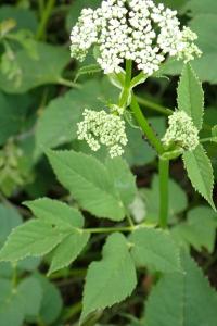 <i>Aegopodium podagraria</i>