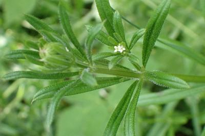 <i>Galium aparine</i>