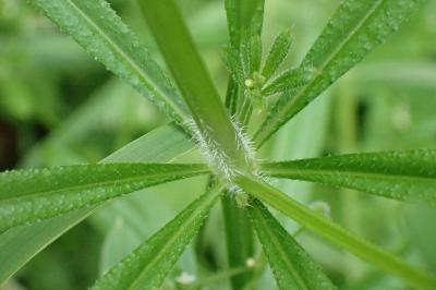 <i>Galium aparine</i>