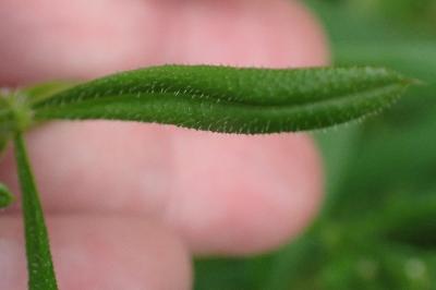 <i>Galium aparine</i>