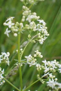 <i>Galium album</i>