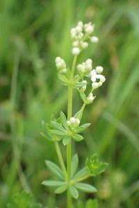 <i>Galium album</i>