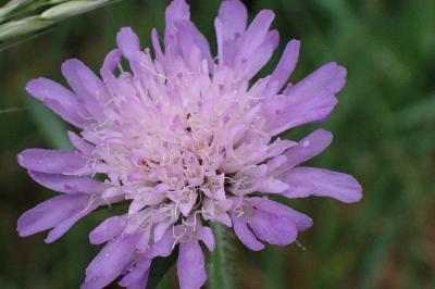 <i>Knautia dipsacifolia</i>