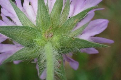<i>Knautia dipsacifolia</i>