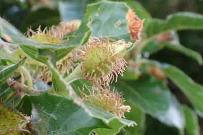<i>Fagus sylvatica</i>