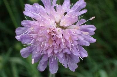 <i>Knautia arvensis</i>