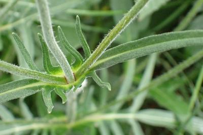 <i>Knautia arvensis</i>