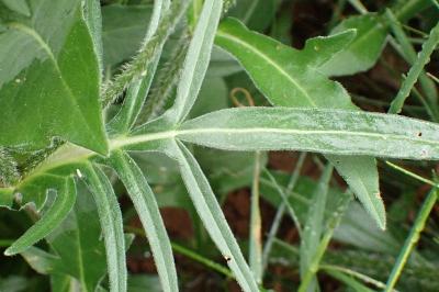 <i>Knautia arvensis</i>