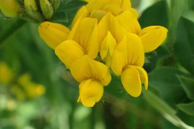 <i>Lotus pedunculatus</i>