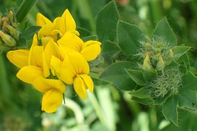 <i>Lotus pedunculatus</i>