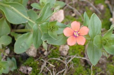 <i>Lysimachia arvensis</i>