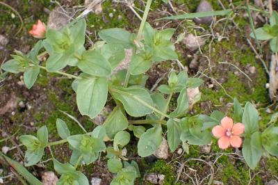 <i>Lysimachia arvensis</i>