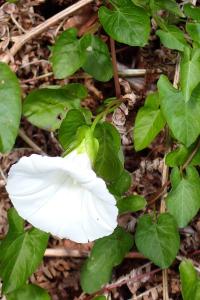 <i>Convolvulus sepium</i>
