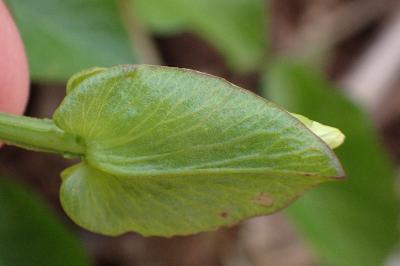 <i>Convolvulus sepium</i>